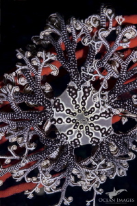 Basket Star
A huge basket star rests on a sinuous sea fa... by Kate Jonker 